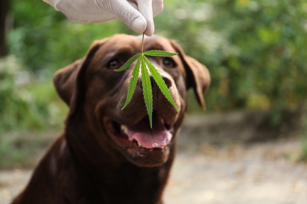 CBD for Dogs